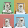 강아지일상 : 귀여운 포메 도토리의 5월 일상블로그
