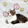 콩이야놀자 고양이, 강아지 포토존 소품으로 집에서 이쁜 사진찍기