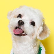 [해운대] 부산 애견 사진 촬영 강아지 증멍사진 남기기 ’미미랜드스튜디오‘