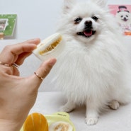 강아지가 먹어도 되는 과일 참외 맛있게 먹이는 방법