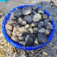 통영 갯벌체험 - 궁항어촌체험마을에서 조개 한가득 캐기