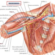 해부학공부 상완신경총 자세히 알아보기!