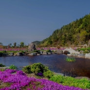 순천 가야정원 [생방송오늘저녁 대한민국 보물정원] 분홍 달맞이꽃이 반겨주는 바다 정원