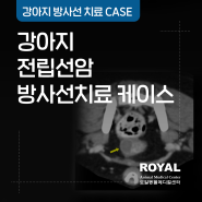 [로얄동물메디컬센터] 강아지 전립선암 방사선 치료 케이스_최훈 외과부원장·종양외과센터장