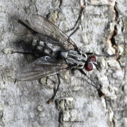 Eustalomyia sp. 벌집살이꽃파리 일종