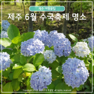 6월 제주도 수국 축제 제주 수국명소 추천