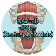 문산재활 DAY-48 복직근(배곧은근, Rectus abdominis) 금촌재활