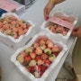 딸기 체험 마지막 주 : 베풀어 주는 딸기 농장 - 더나은딸기