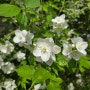 고광나무 키우기 6월에피는 하얀 향기좋은 꽃