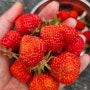미니텃밭 딸기 키우기 딸기 수확의 기쁨