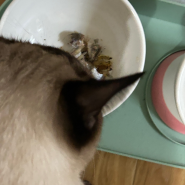 고양이 다이어트 1.1kg 감량 성공