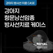[로얄동물메디컬센터] 강아지 항문낭선암종 방사선 치료 케이스