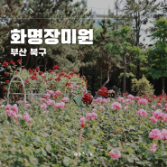 5월 부산가볼만한곳 '화명장미원' 장미공원에서 데이트하고 아이와 산책하고 사진찍기
