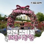 인천 송도 애견동반 6월 꽃구경 해돋이공원 알록달록한 장미 위치 주차장
