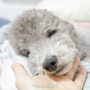강아지 광견병 증상 주사 주기와 부작용