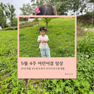 5월 4주 : 5세 어린이집 생활기록 & 50개월 육아일기