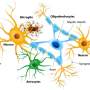 MOG-EM 뇌척수염 : 진단과 항체검사 권장사항