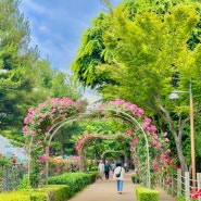 서울 6월 꽃구경 중랑천 중랑장미축제 가는법 코스추천