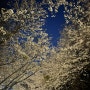[4월 1주차-4월 4주차] 라식으로 광명 찾은 달 (4주년, 라식, 벚꽃, 이월드, PT, 캠핑)