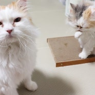 고양이 스크래쳐 성묘보단 아깽이가 쓰기 좋은 리빙메이커