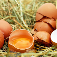 계란껍질 일반쓰레기 냄새 없이 버리기 비료 활용법