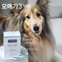 강아지오메가3 시그니처바이, 필수영양제 추천!