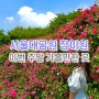 서울대공원 장미원 축제 주차 포토스팟(6월 1주 꼭 가봐야 할 곳)