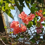 부겐빌레아 - 투명한 꽃잎