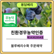 친환경무농약인증 받은 블루베리수확 경주용담베리