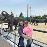 [제주아기랑여행 4일차] 코끼리들과 교감하는 점보빌리지