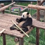 중국 대련(다롄) 삼림 동물원, 판다(熊猫) - 240506