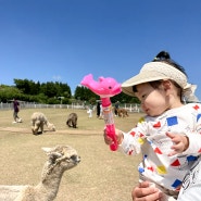 18개월 아기랑 제주 애월 동물원 새별프렌즈 후기