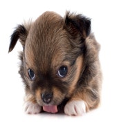 강아지발냄새 원인은 무엇일까요?