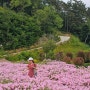 순천 달맞이꽃 명소 :: 가야정원