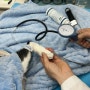 수성구동물병원 고양이 심장 건강검진 비용 및 절차 후기