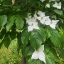 요즘 흰 꽃을 멋지게 피우는 산딸나무를 아십니까?