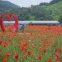 원주 양귀비축제 5월행사 주말갈만한곳