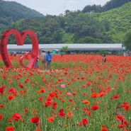 원주 양귀비축제 5월행사 주말갈만한곳