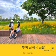 [전북] 부여 라이딩 금계국 꽃밭에서