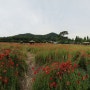 인천대공원어울정원
