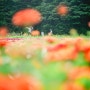 [고창여행 :: 고창꽃정원] 고창가볼만한곳,고창꽃정원의 벨리곰, 버들마편초,버베나