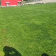 켄터키블루그래스 축구장에 잔디 색깔이 다른 이유