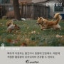 [강아지 습성] 반려견 본능은 어떠한 것이 있나요? 사냥, 경계심, 서열, 귀소 본능