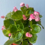 팝콘베고니아 핑크꽃 식물키우기 베란다가드닝 식물 플랜테리어