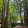 <인천 강화> 메타포레스트 : 숲멍이 이렇게 좋았던가.. 자연 속에서 힐링하기 좋은 곳