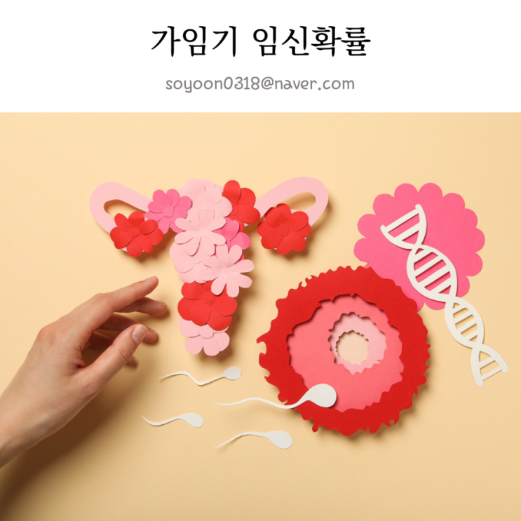 가임기 뜻과 배란기 증상 가임기 임신확률 계산법! : 네이버 블로그