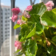 핑크 꽃 팝콘베고니아 식물 키우기 화분 베란다가드닝
