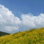 광교산 둘레길 광교저수지 수변산책로 코스 (6월 풍경, 금계국)