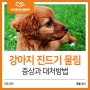 경산동물병원 강아지 진드기 물린자국 증상과 대처법!
