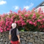 제주 서쪽 카페 애월읍 찔레꽃 봉성프리마 제주꽃 구경